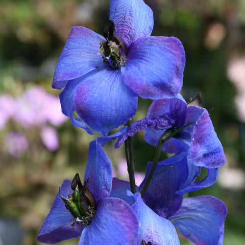 Delphinium Blue Jay
