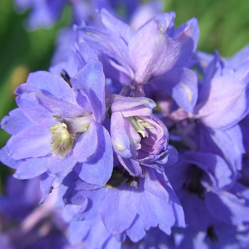 Delphinium Cameliard