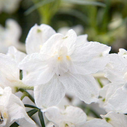 Delphinium Galahad