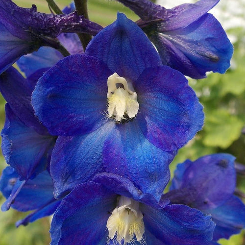 Delphinium King Arthur
