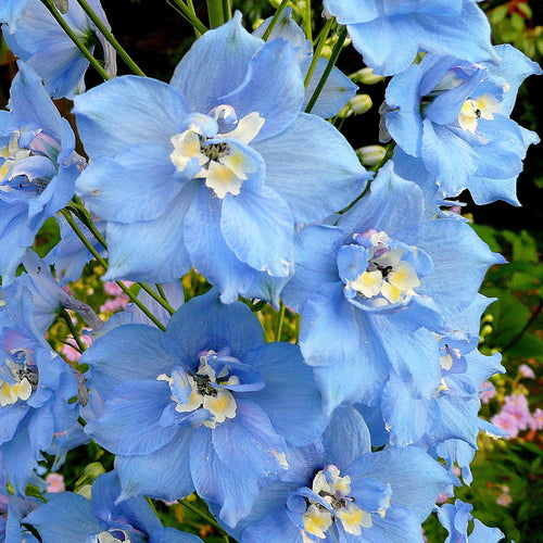 Delphinium Summer Skies