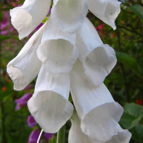 Digitalis purpurea albiflora