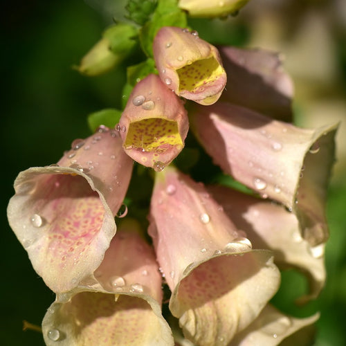 Digitalis purpurea Apricot Delight