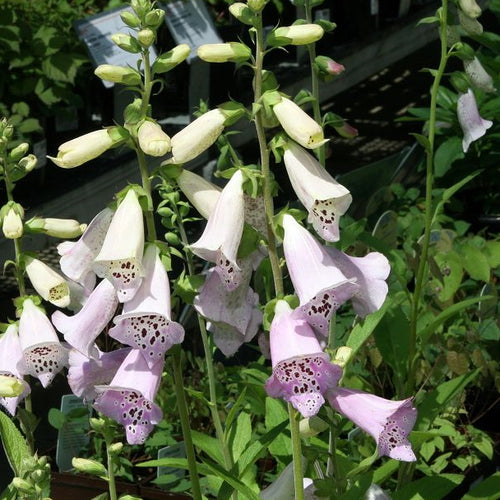 Digitalis purpurea Camelot Lavender
