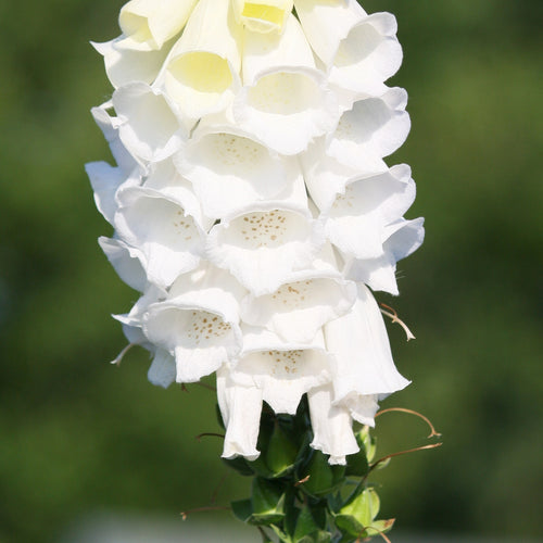 Digitalis purpurea heywoodii
