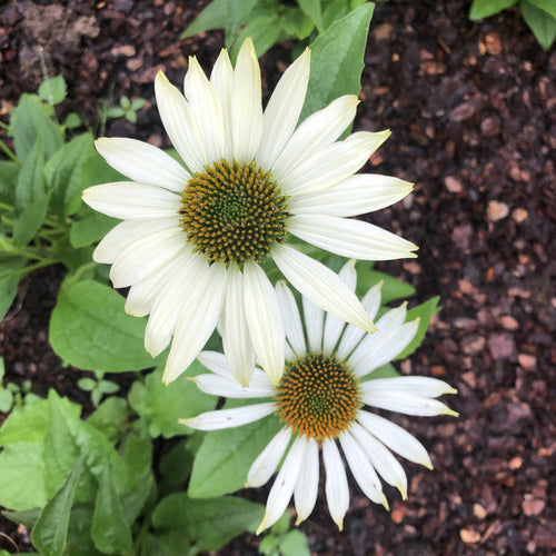 Echinacea purpurea Primadonna White