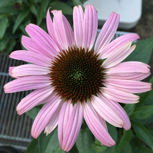 Echinacea purpurea Primadonna Deep Pink
