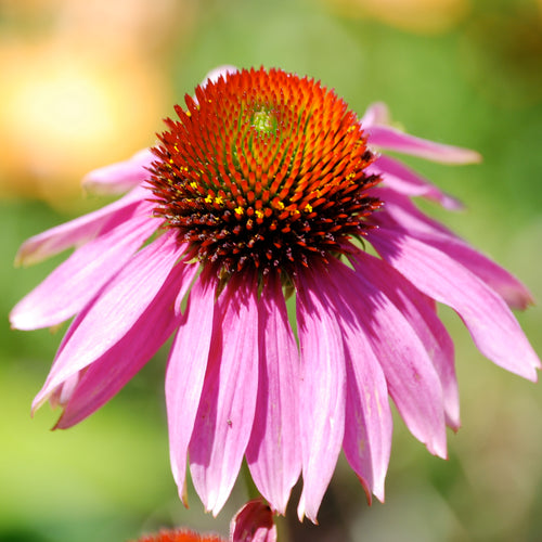 Echinacea purpurea Magnus  AGM