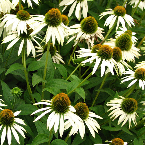 Echinacea purpurea White Swan