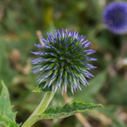 Echinops ruthenicus Platinum Blue AGM