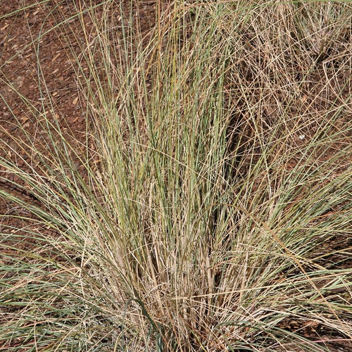 Eragrostis elliottii Wind Dancer