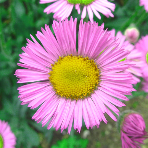 Erigeron Pink Jewel