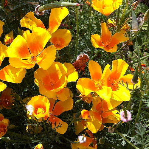 Eschscholzia californica