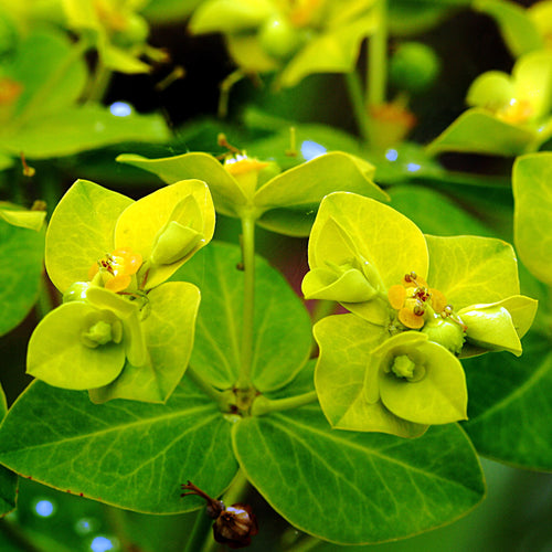 Euphorbia cornigera AGM