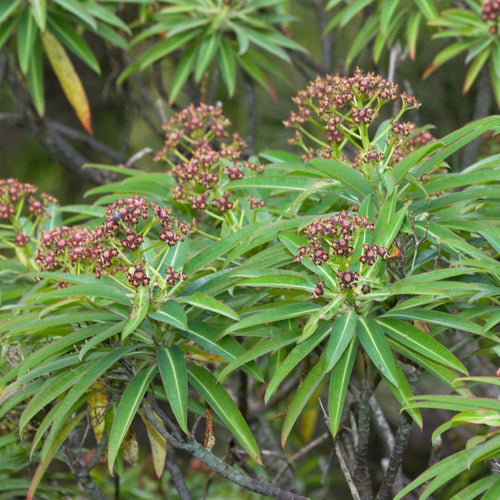 Euphorbia mellifera  AGM