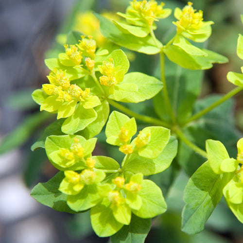 Euphorbia polychroma   AGM