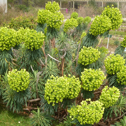Euphorbia characias wulfenii AGM