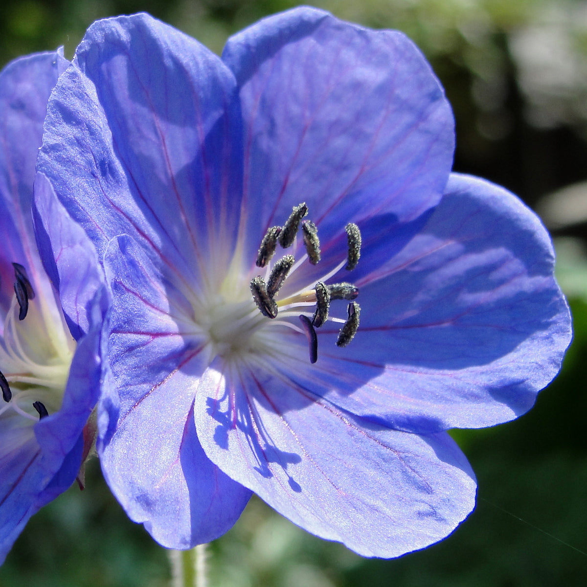 Geranium Baby Blue – Abell Perennials
