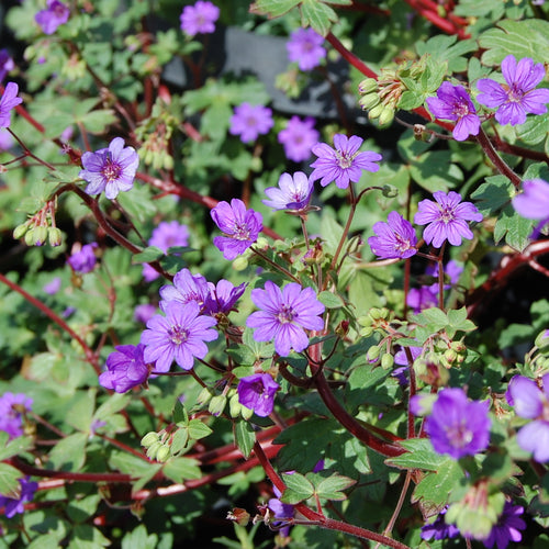 Geranium pyrenaicum Bill Wallis