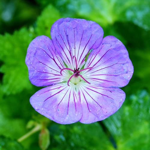 Geranium wallichianum Buxton's Variety