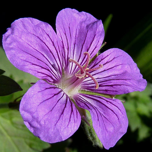Geranium wlassovianum