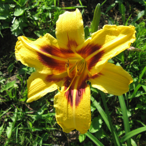 Hemerocallis Bonanza (1 litre pot)
