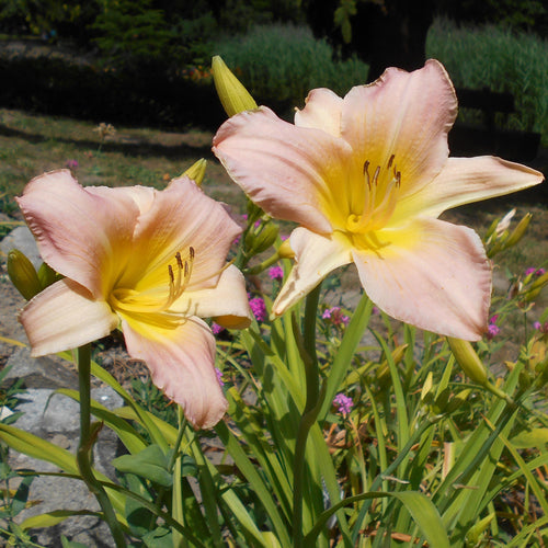 Hemerocallis Catherine Woodbury (1 litre pot)