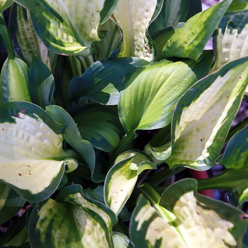Hosta Paul's Glory (1 litre pot)
