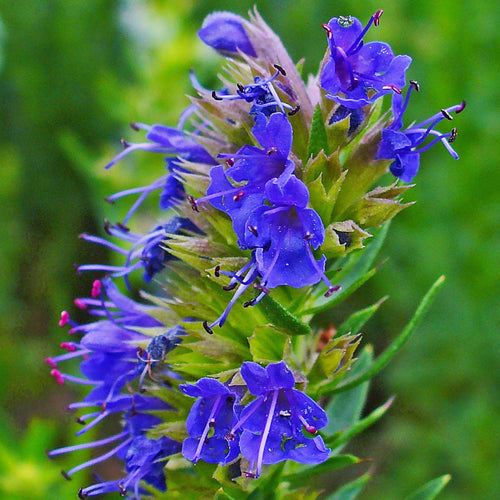Hyssopus officinalis Blue