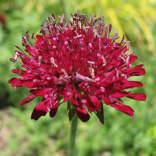 Knautia macedonica Mars Midget