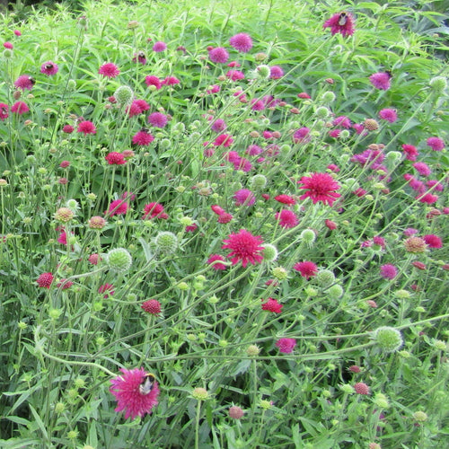 Knautia macedonica Melton Pastels