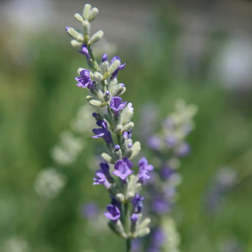 Lavandula angustifolia