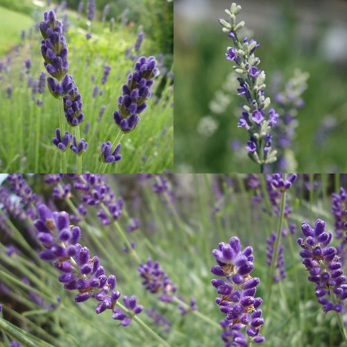 The Lavender Mix Collection
