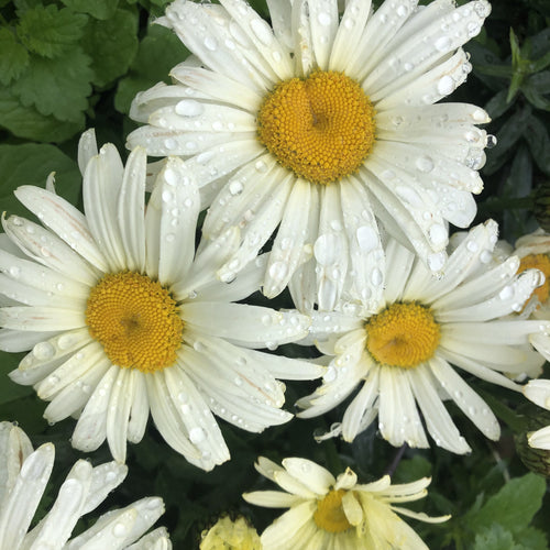 Leucanthemum Banana Cream