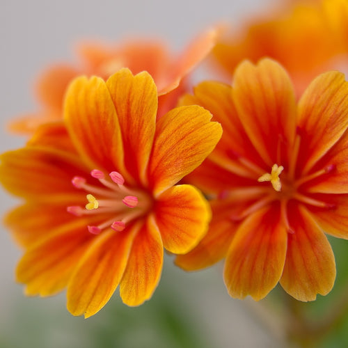 Lewisia Little Mango