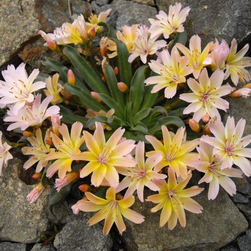 Lewisia Little Peach