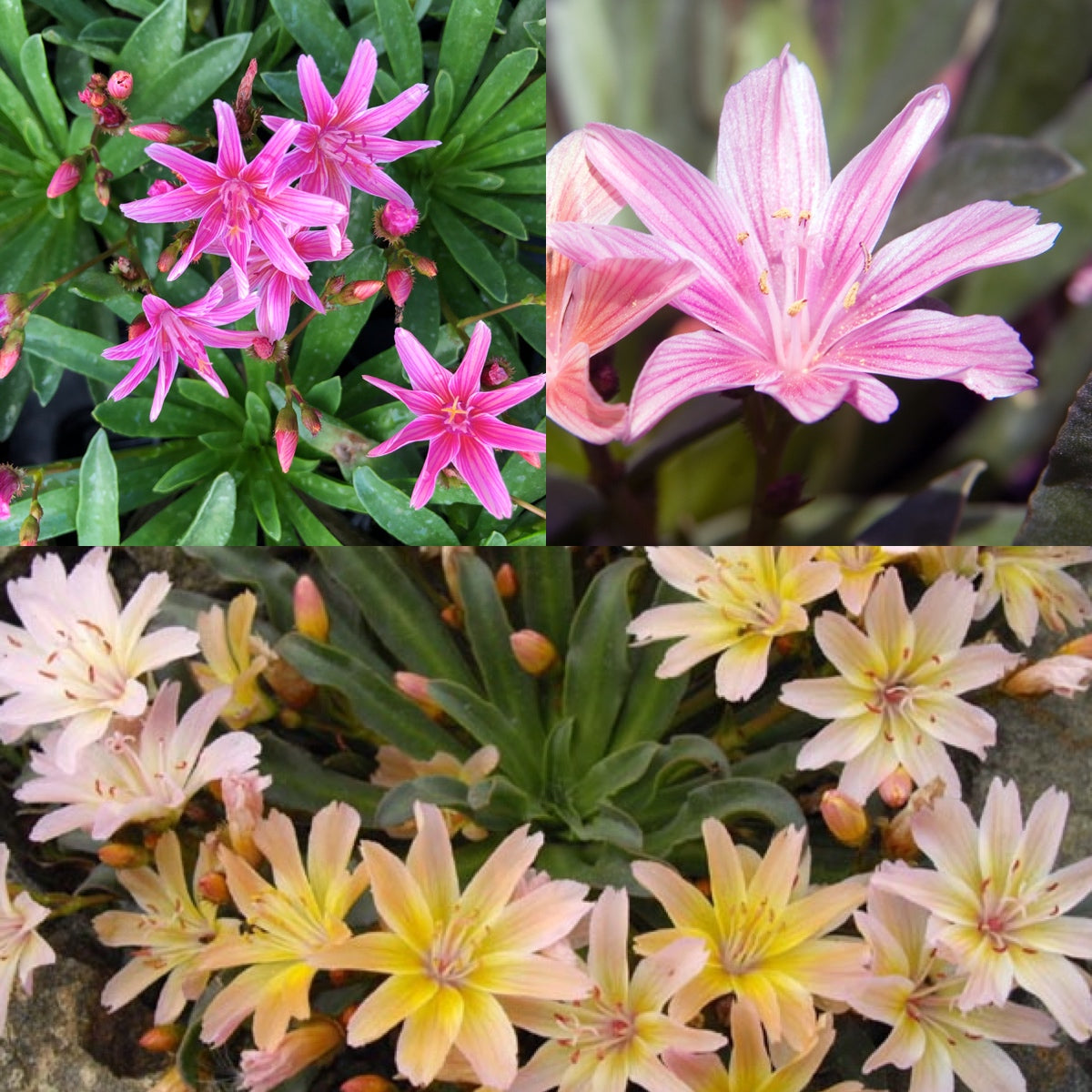 Lewisia Little Raspberry Lewisia Little Series Collection – Abell Perennials