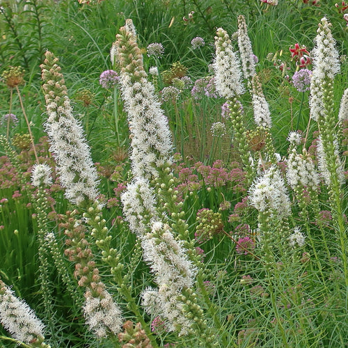 Liatris Spicata Alba