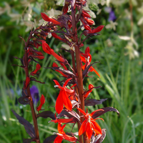 Lobelia cardinalis Queen Victoria AGM