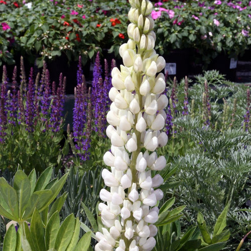 Lupinus Noble Maiden