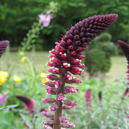 Lysimachia atropurpurea Beaujolais