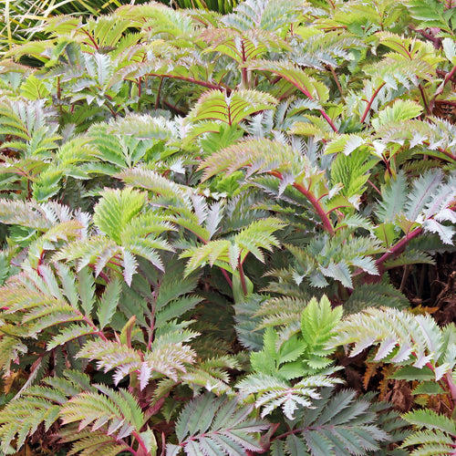 Melianthus major AGM
