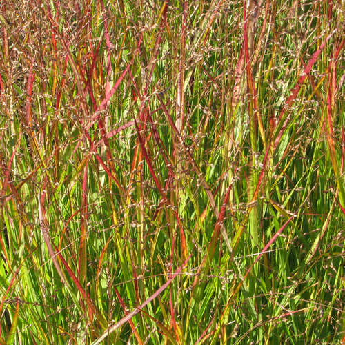 Panicum virgatum Shenandoah AGM