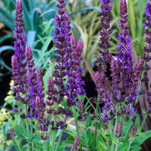 Salvia nemorosa New Dimension Blue