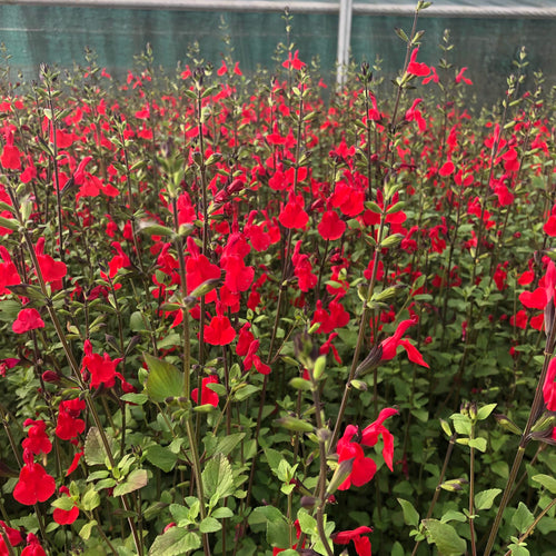 Salvia greggii Hot Lips