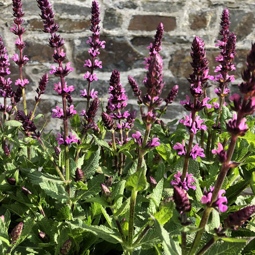 Salvia nemorosa New Dimension Pink