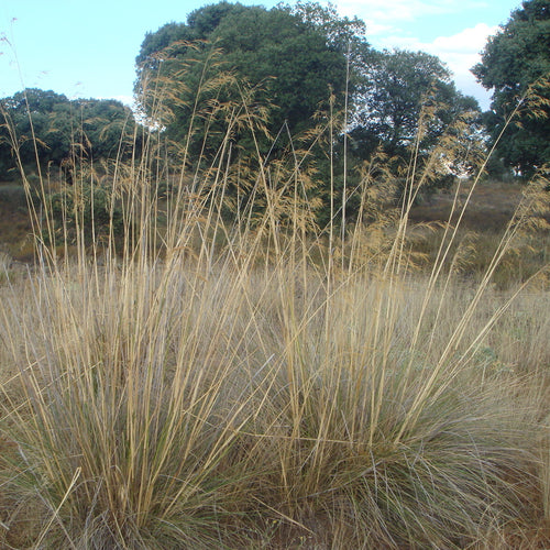Stipa gigantea