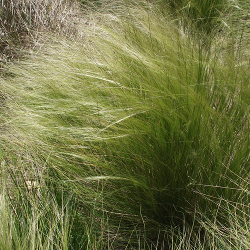 Stipa ichu