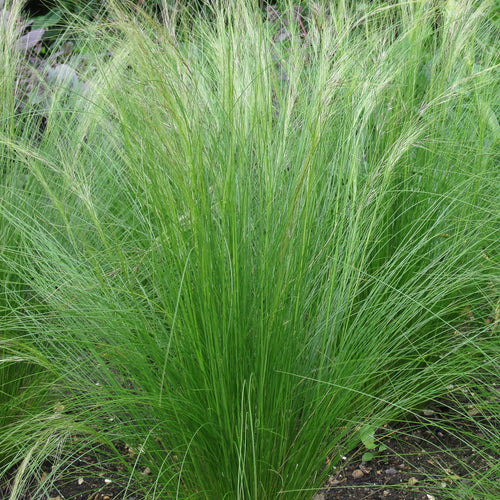 Stipa tenuissima