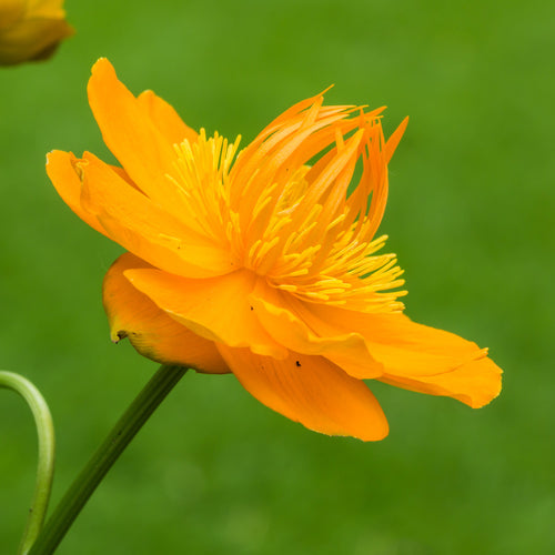 Trollius chinensis  Golden Queen AGM